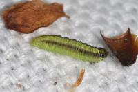 Acrobasis advenella