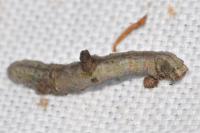 Opisthograptis luteolata