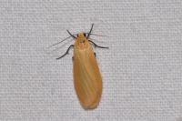 Wittia sororcula