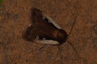 Ochropleura plecta