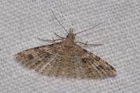 Alucita hexadactyla
