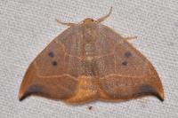 Watsonalla binaria