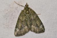 Chloroclysta siterata