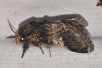 Notodonta tritophus