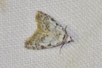 Nola confusalis