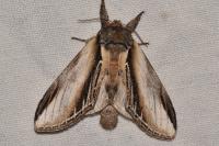 Pheosia tremula