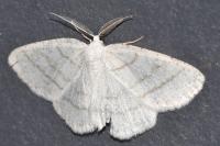 Cabera pusaria