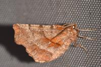 Selenia dentaria