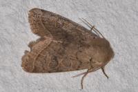 Orthosia cerasi
