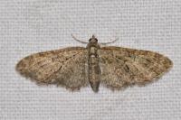 Eupithecia abbreviata