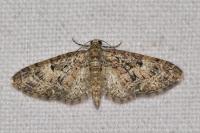 Eupithecia dodoneata