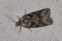 Cnephasia cupressivorana
