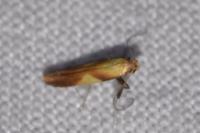 Caloptilia robustella