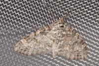 Lobophora halterata