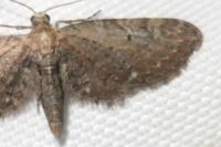 Eupithecia innotata