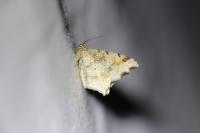 Macaria alternata