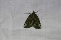 Chloroclysta siterata