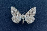 Peribatodes secundaria