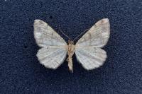 Peribatodes secundaria