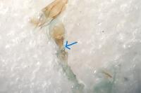 Peribatodes secundaria