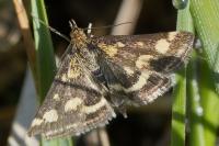 Pyrausta purpuralis
