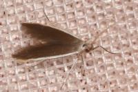 Coleophora albella