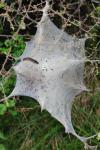 Eriogaster lanestris