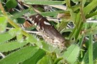 Grapholita lunulana/orobana