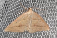 Petrophora chlorosata