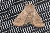 Orthosia cruda