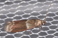 Cryptoblabes bistriga