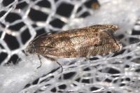 Pammene splendidulana