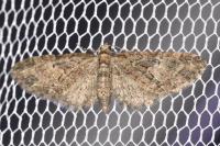 Eupithecia abbreviata