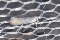 Phyllonorycter harrisella