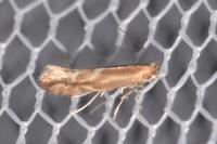 Phyllonorycter salictella