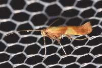 Caloptilia robustella