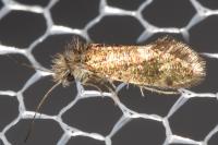 Dyseriocrania subpurpurella