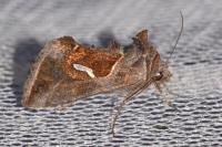 Macdunnoughia confusa