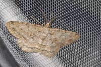 Hypomecis punctinalis