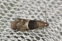 Elegia atrifasciella