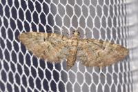 Eupithecia dodoneata