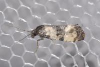 Cochylis atricapitana