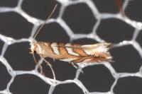 Phyllonorycter muelleriella