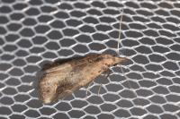 Schrankia costaestrigalis