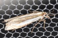 Crambus pascuella