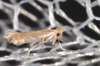 Phyllonorycter quercifoliella