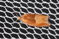 Ancylis mitterbacheriana