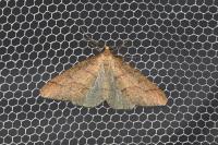 Phigaliohybernia marginaria