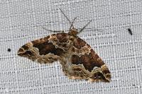 Lampropteryx suffumata