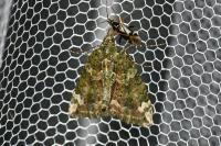 Chloroclysta siterata